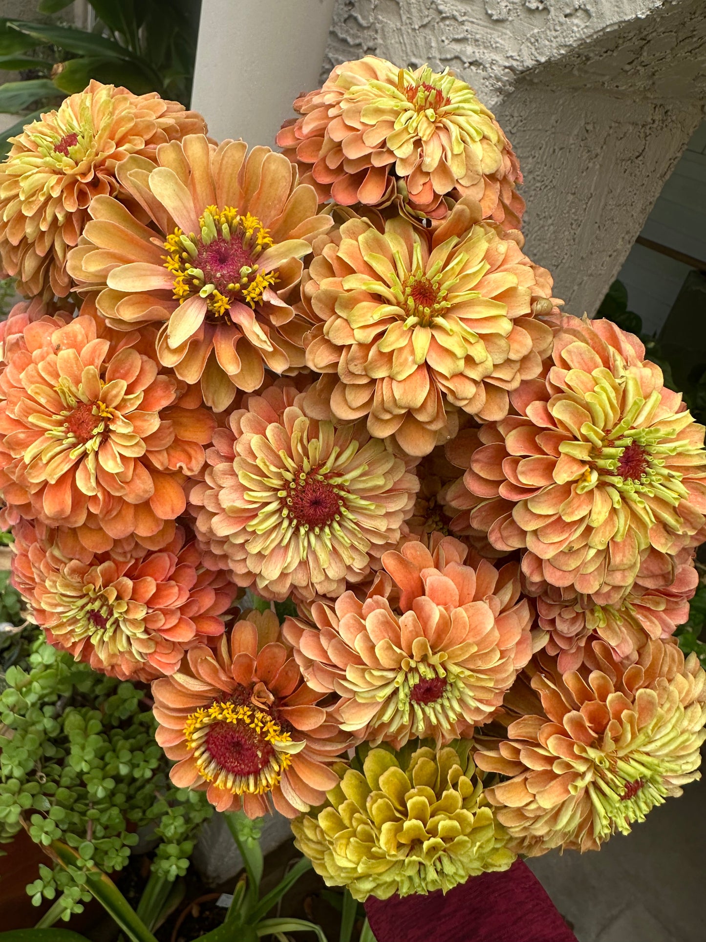 Zinnia Queen Lime 'Orange' seeds