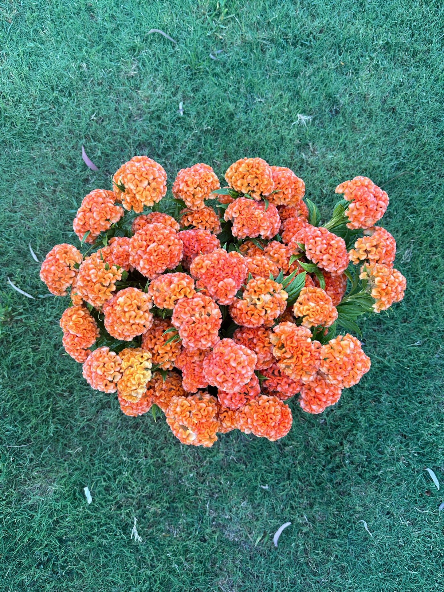 Cockscomb Queen Orange celosia seeds