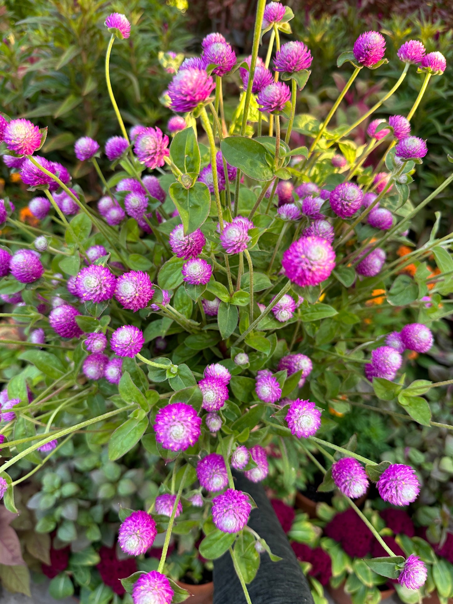 Gomphrena Audry Bi-color rose seeds