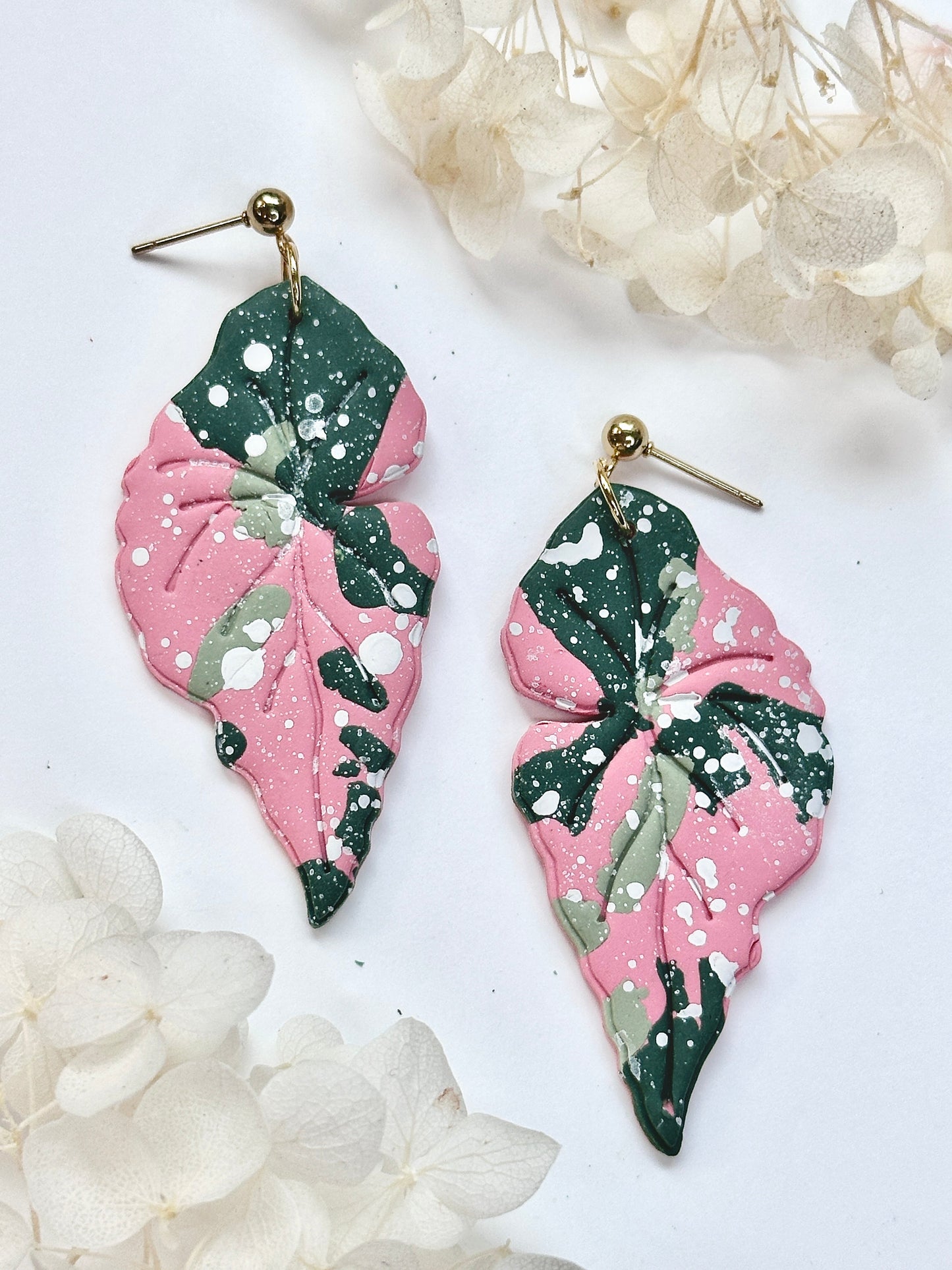 Begonia Maculata Variegated