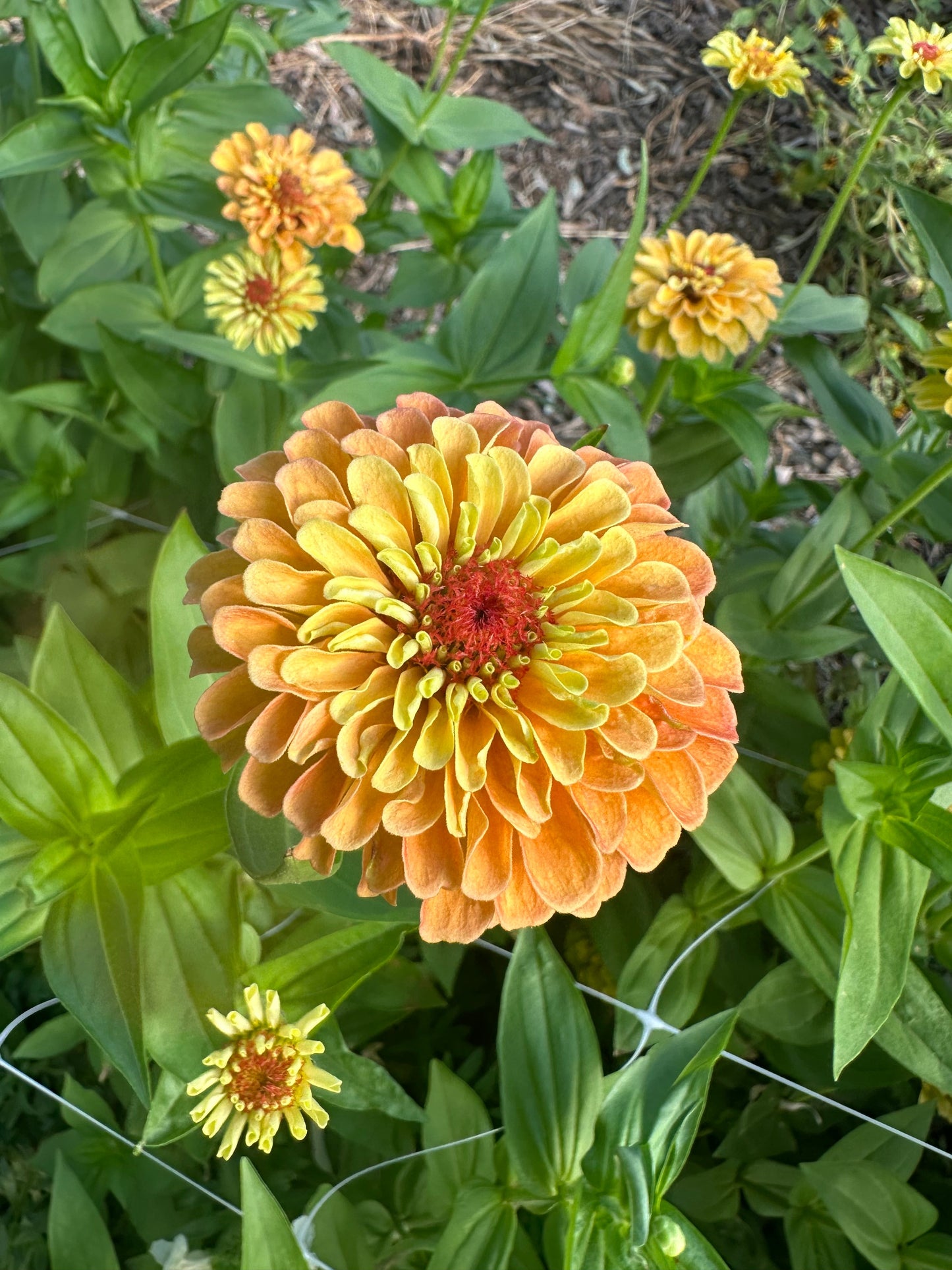 Zinnia Queen Lime 'Orange' seeds