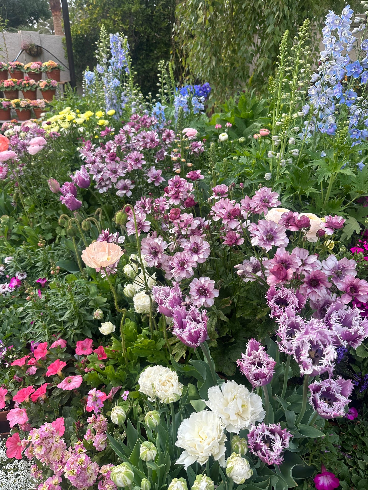 Butterfly Ranunculus 'Thiva'