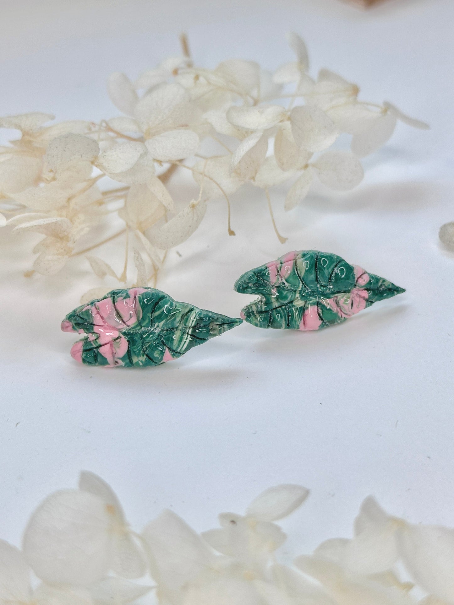 Alocasia Variegated Studs