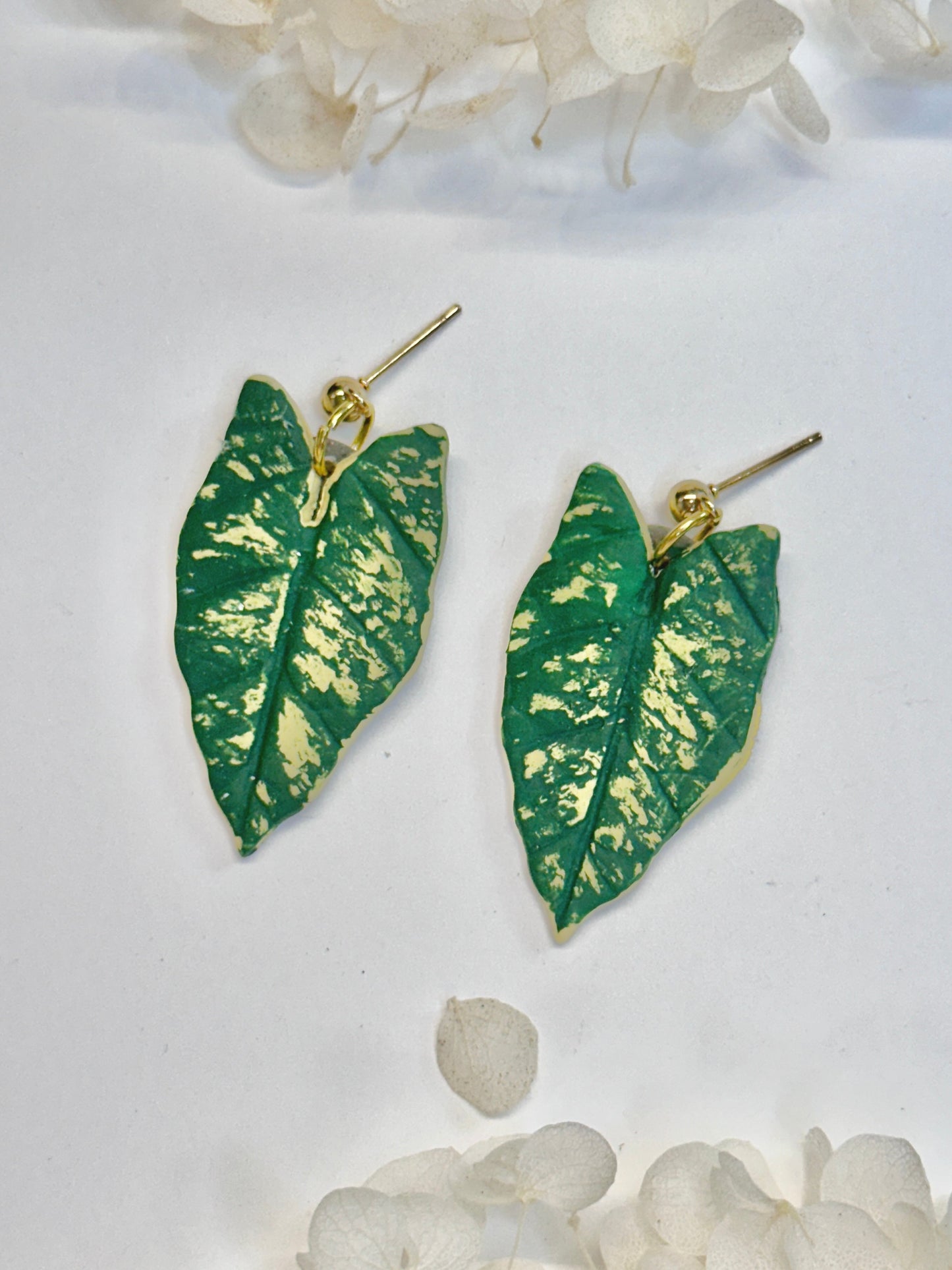 Caladium Hilo Beauty