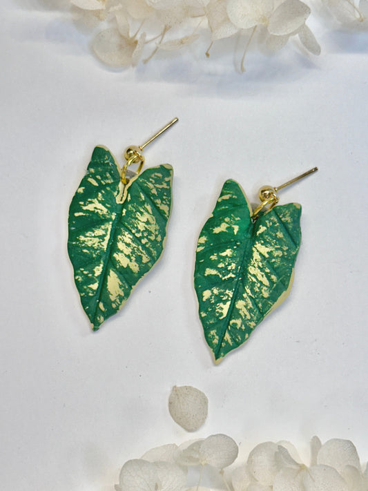 Caladium Hilo Beauty