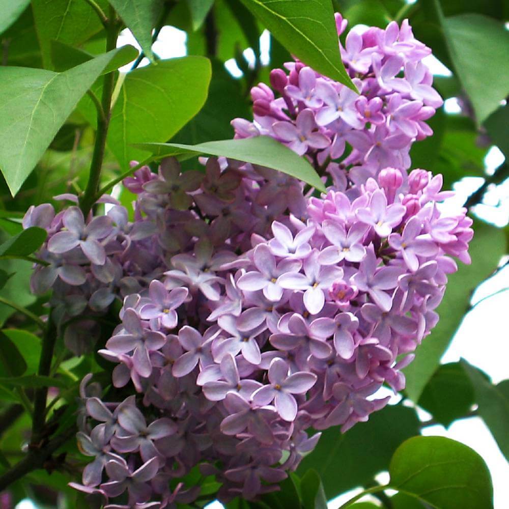 Lilac 'Common'