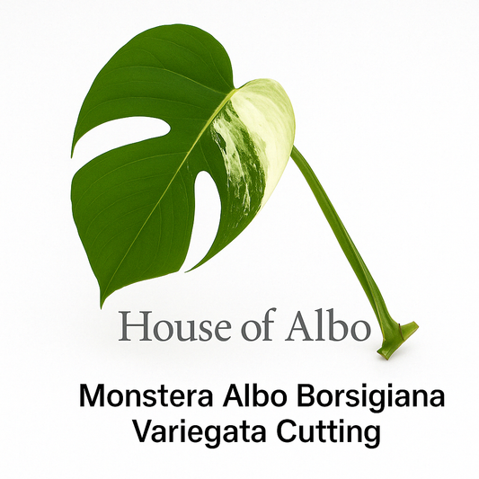 Monstera Albo Borsigiana Variegata Cutting | House of Albo