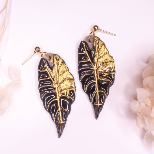 Alocasia Black Velvet ‘Gold Flame’