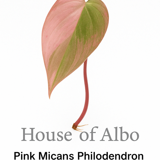 Pink Micans Philodendron – Rare Variegated One Leaf Rooted Node | House of Albo