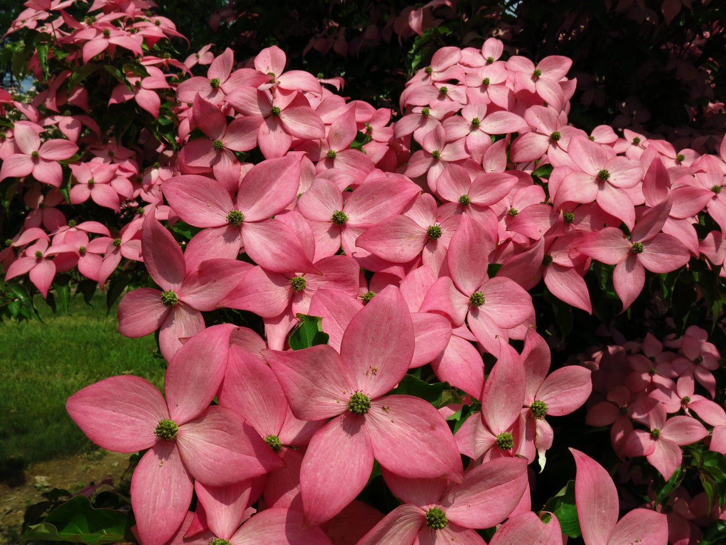 Flowering Dogwood Tree 'Scarlet Fire 'Rutpink' Dogwood’