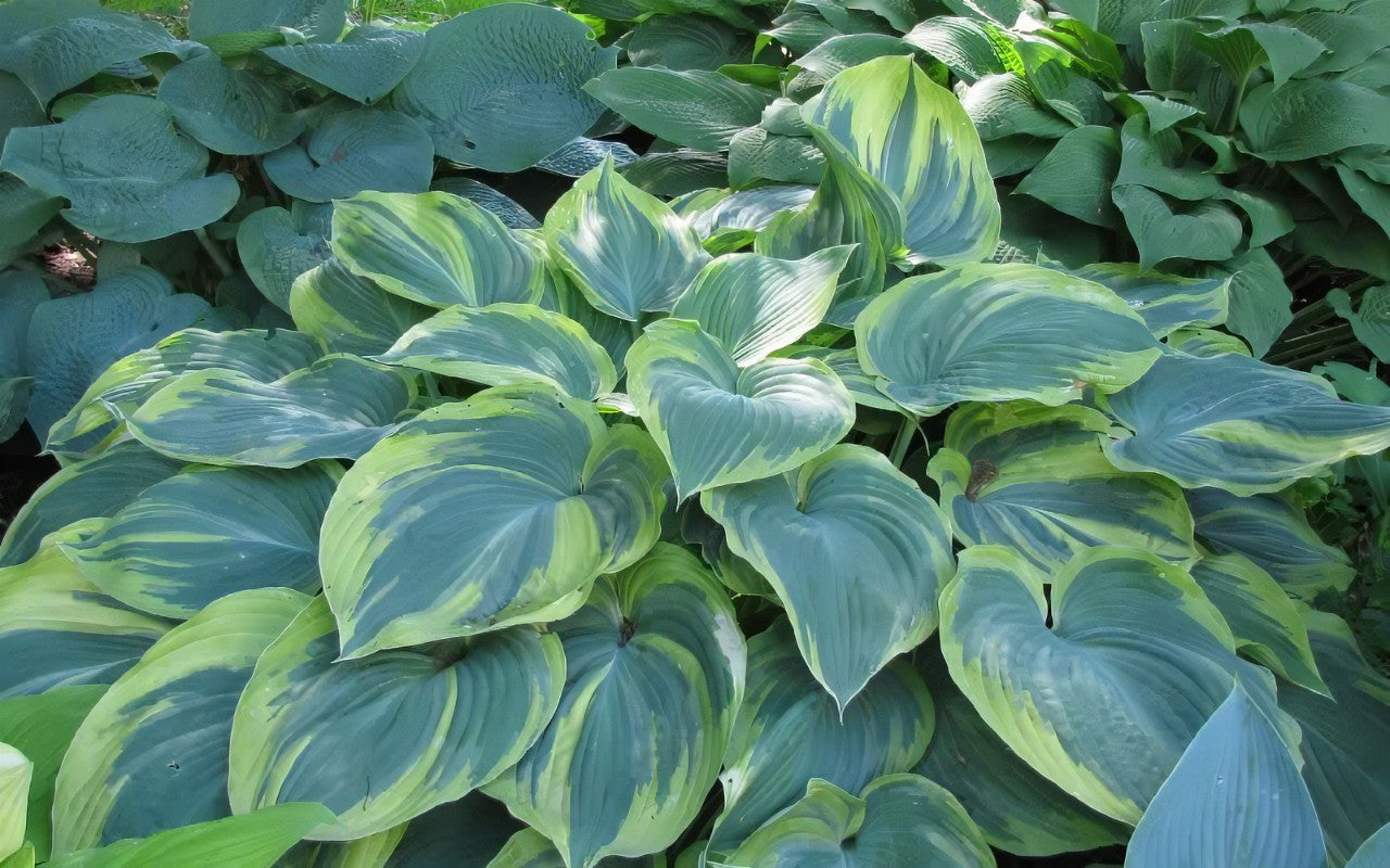 Hosta 'Earth Angel'