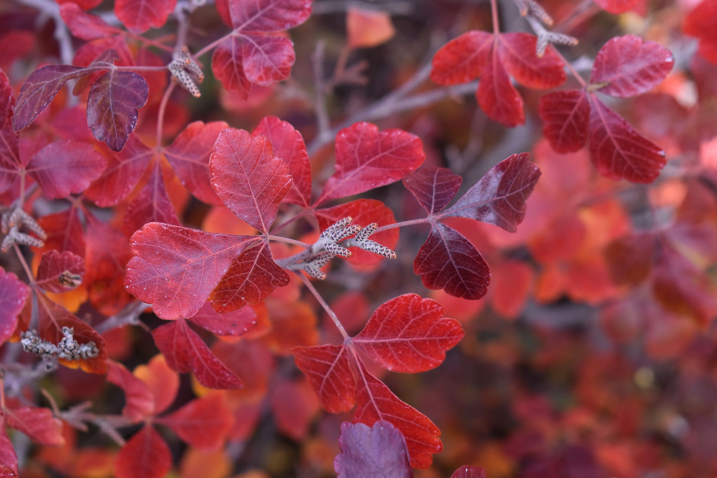 Fragrant Sumac