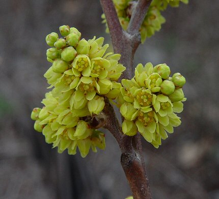 Fragrant Sumac