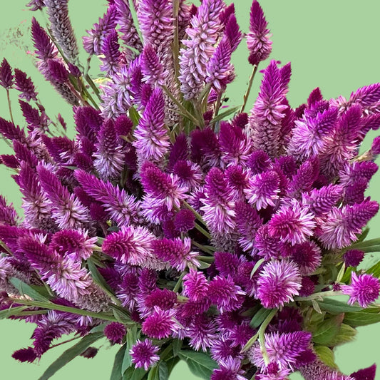 Ruby Parfait celosia Seeds