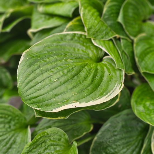 Hosta 'Christmas Tree'