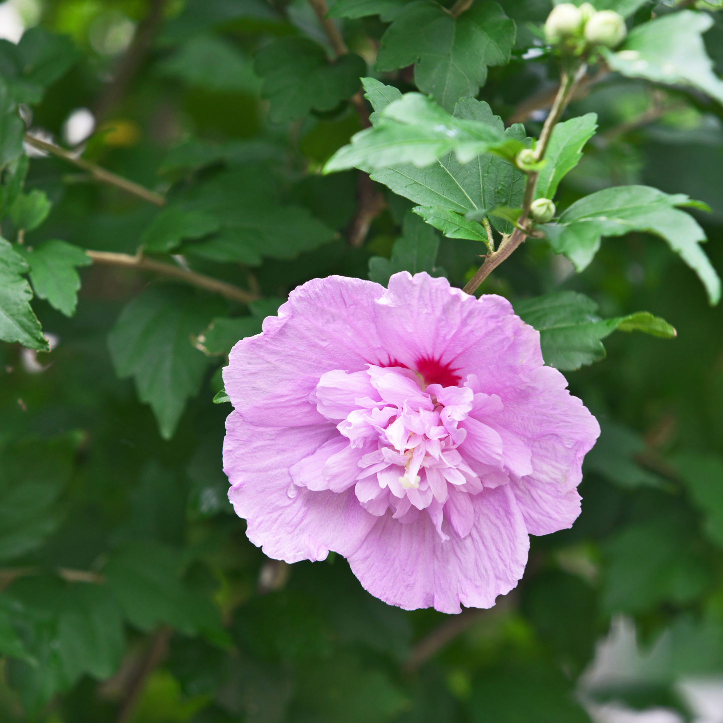 Rose Of Sharon - Shrub Althea - Hibiscus 'Purple'