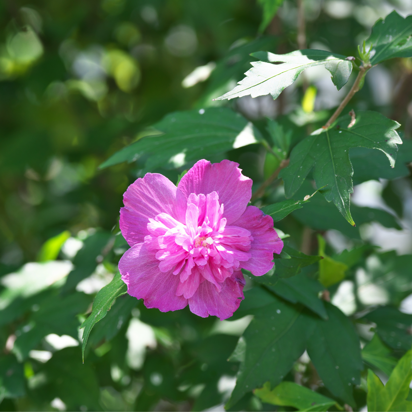 Rose Of Sharon - Shrub Althea - Hibiscus 'Purple'