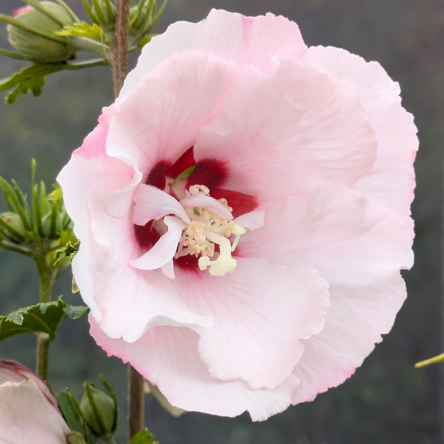 Rose of Sharon - Shrub Althea - Hibiscus 'Pink'