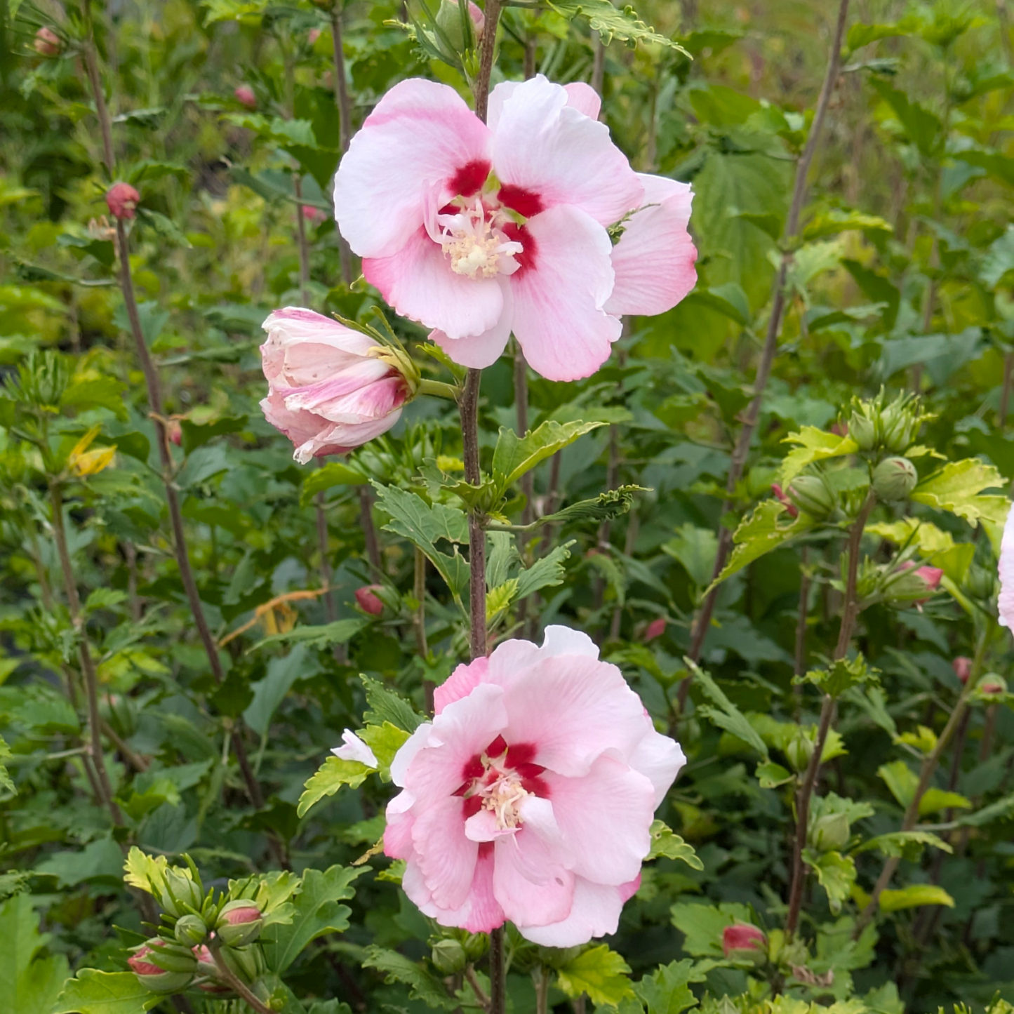 Rose of Sharon - Shrub Althea - Hibiscus 'Pink'