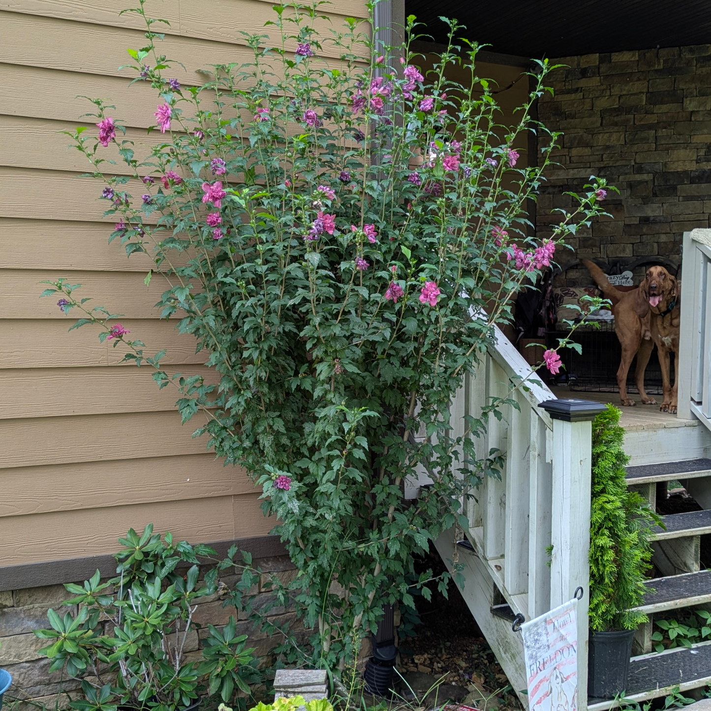 Rose Of Sharon - Shrub Althea - Hibiscus 'Purple'