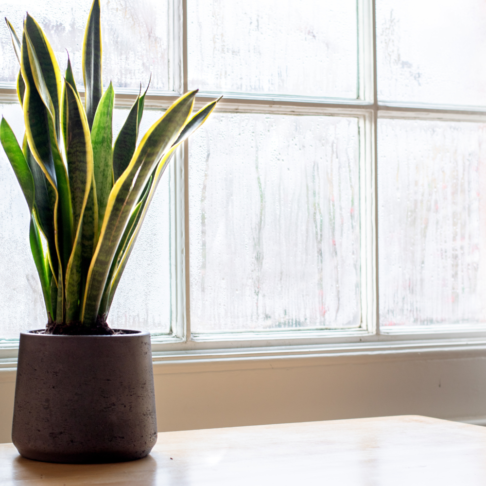 Snake Plant - Dracaena Trifasciata