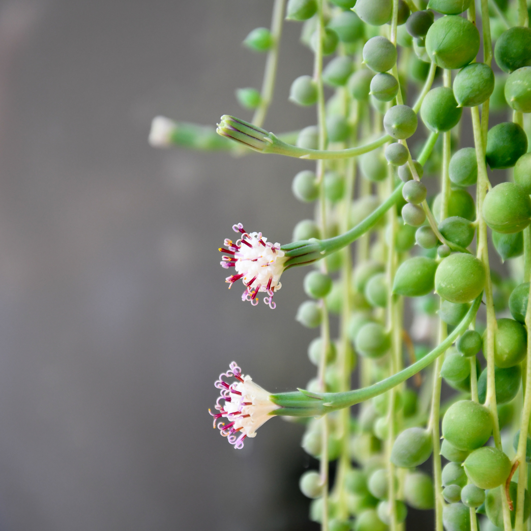 String of Pearls