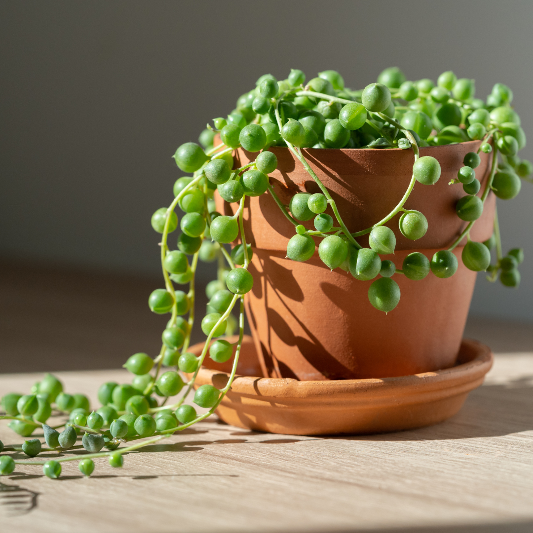 String of Pearls