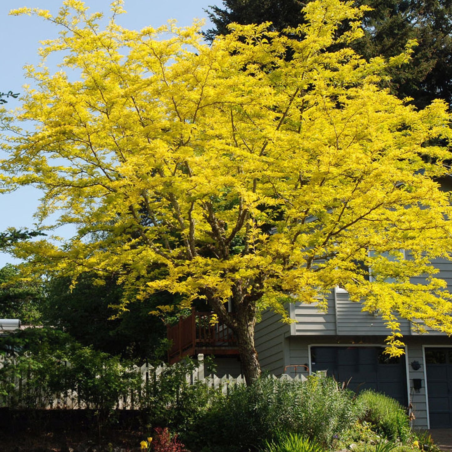 Thornless Honeylocust 'Gledistia Triacanthos var. inermis'