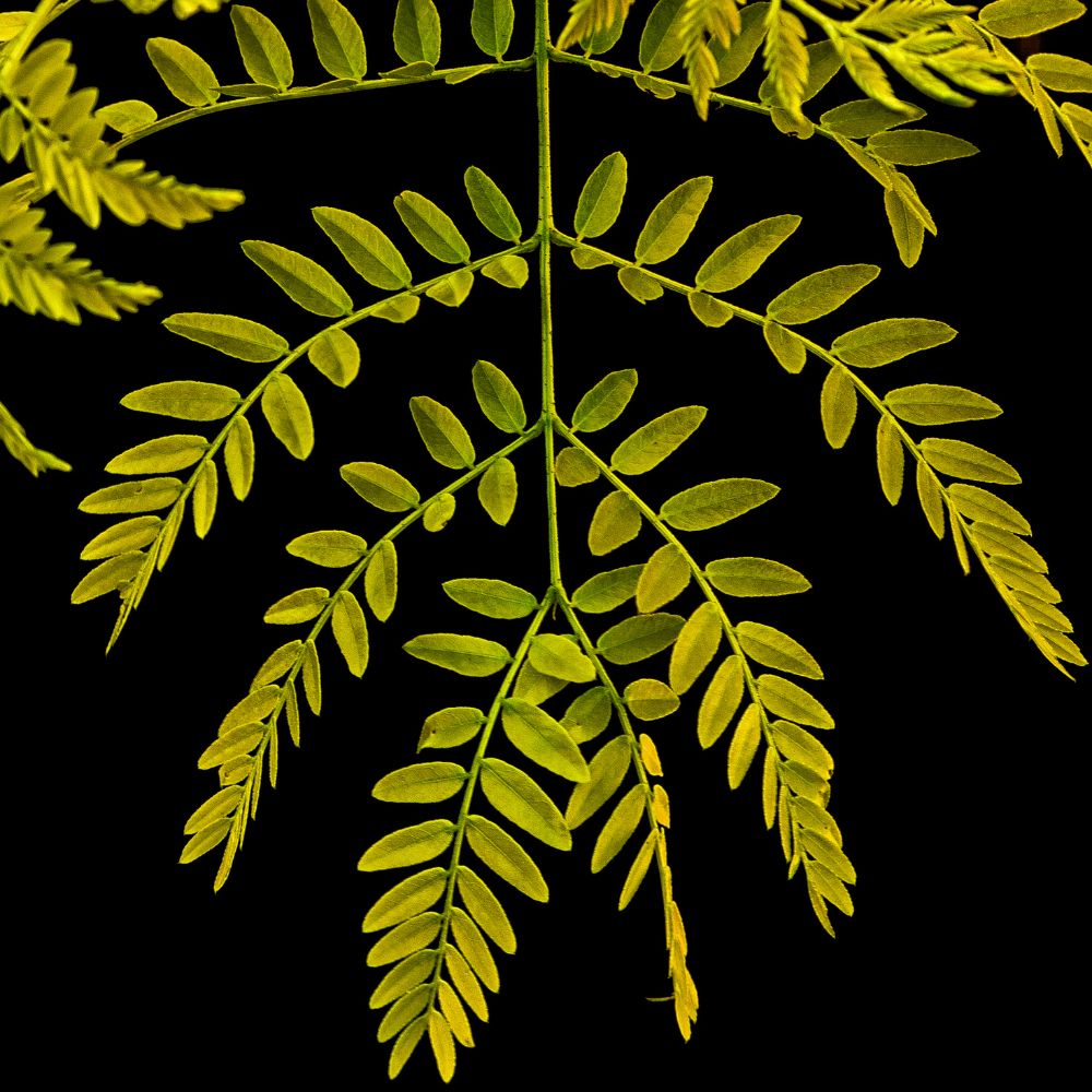 Thornless Honeylocust 'Gledistia Triacanthos var. inermis'