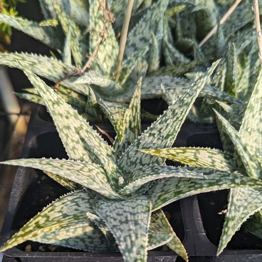 Aloe 'White Fox'