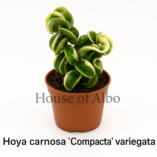Variegated Hoya Compacta Rope | House of Albo