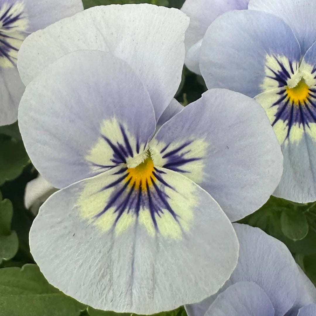 Viola Sorbet 'Marina Blue'  Seeds
