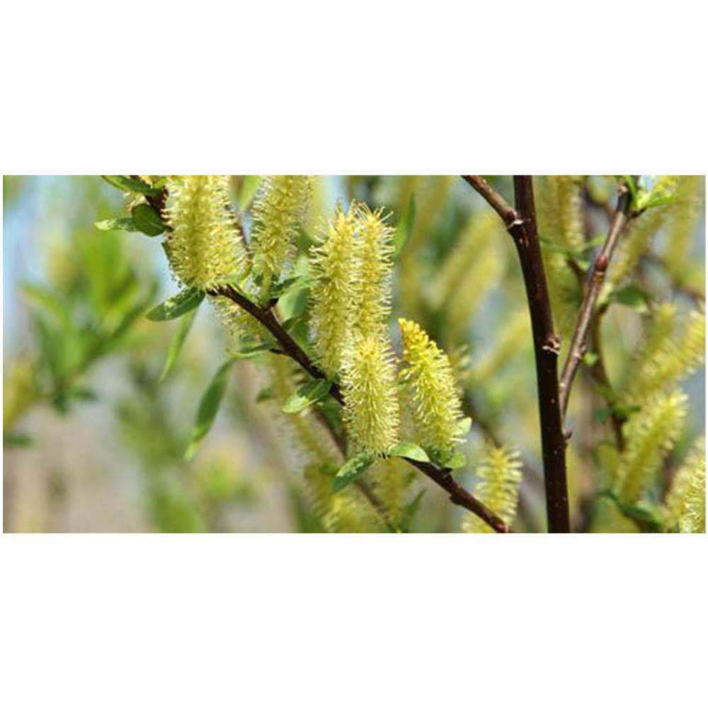 Weeping Willow