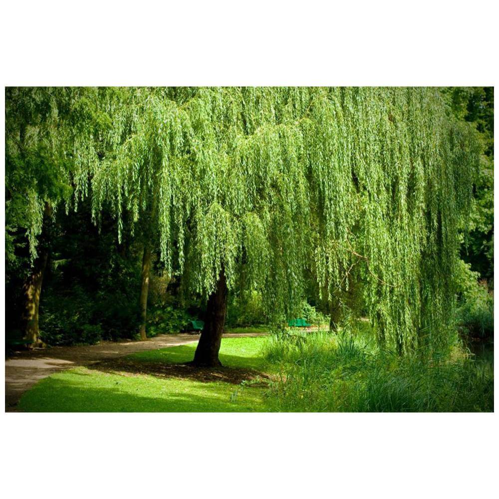 Weeping Willow