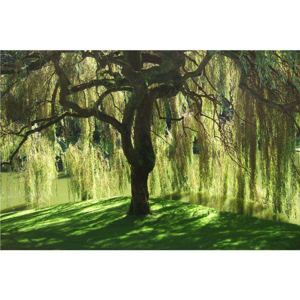 Weeping Willow