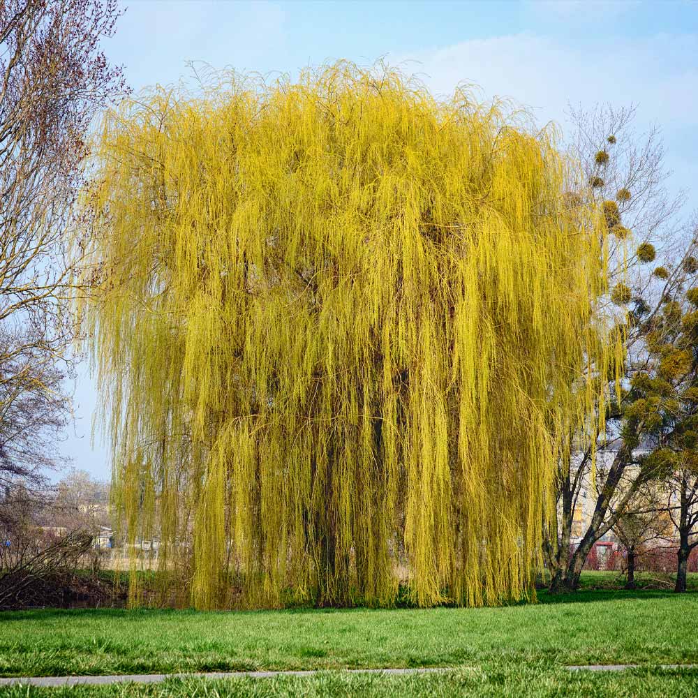 Weeping Willow