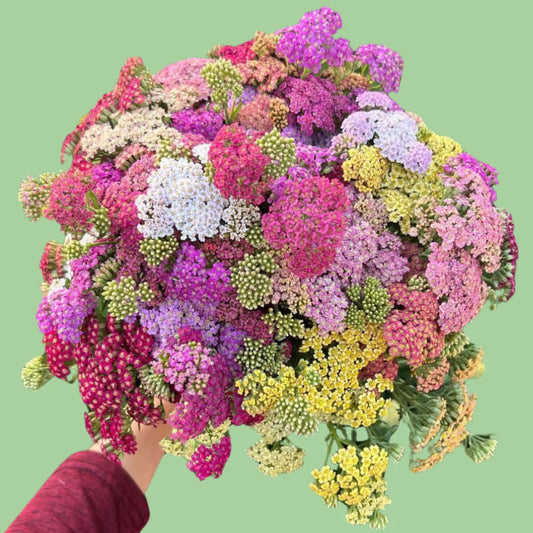 Pastel yarrow mix seeds