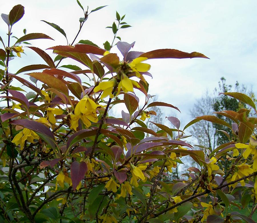 Yellow Forsythia