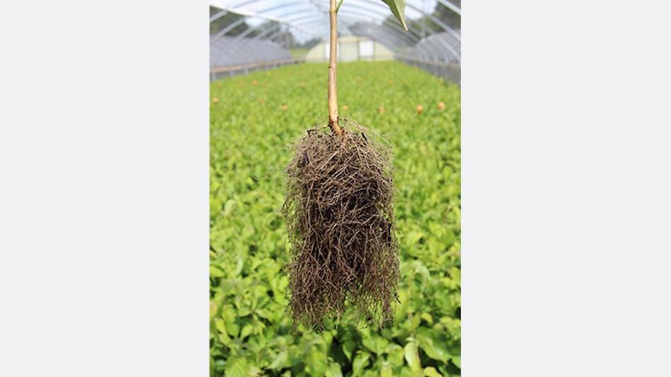 Thornless Honeylocust 'Gledistia Triacanthos var. inermis'