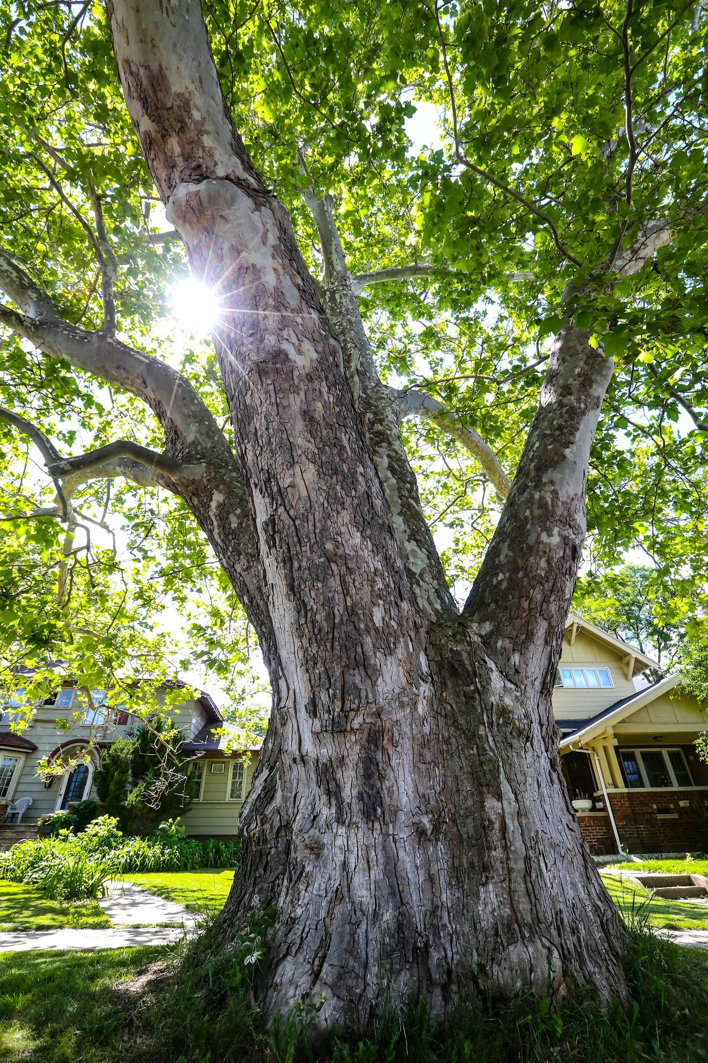 American Sycamore Tree