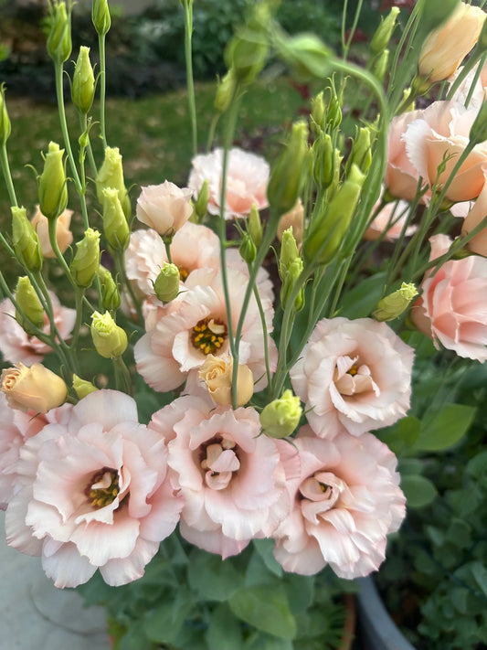 Lisianthus Arena Apricot 3 seeds