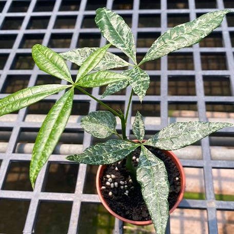 Variegated Money Tree Pachira Glabra 'Milky Way'