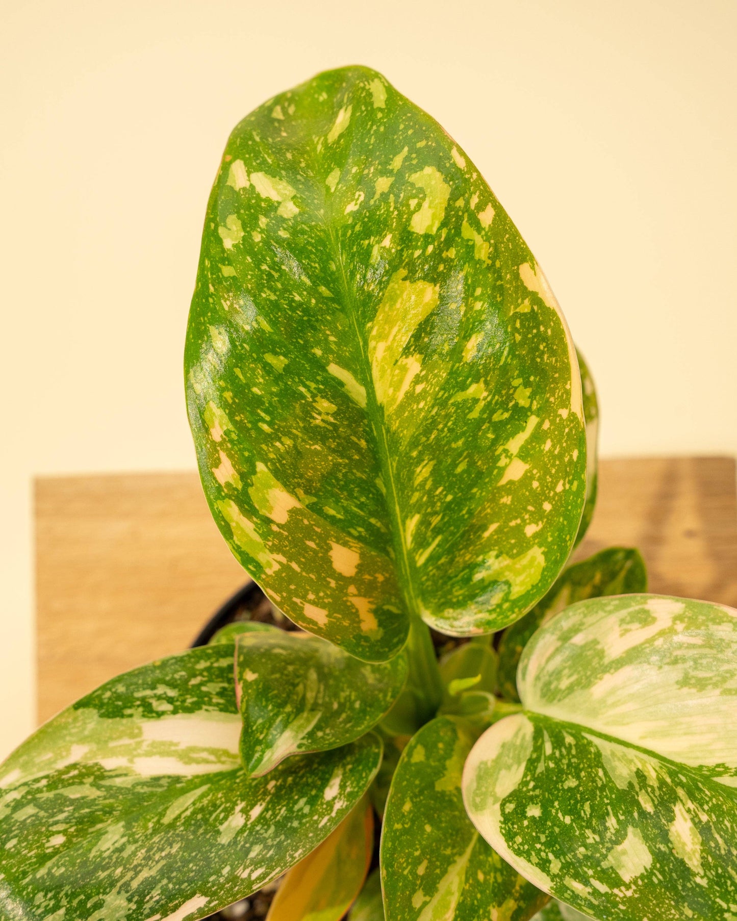 4" Variegated Philodendron Green Congo 'Copper Flame'