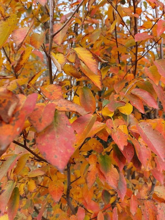 Allegheny Serviceberry