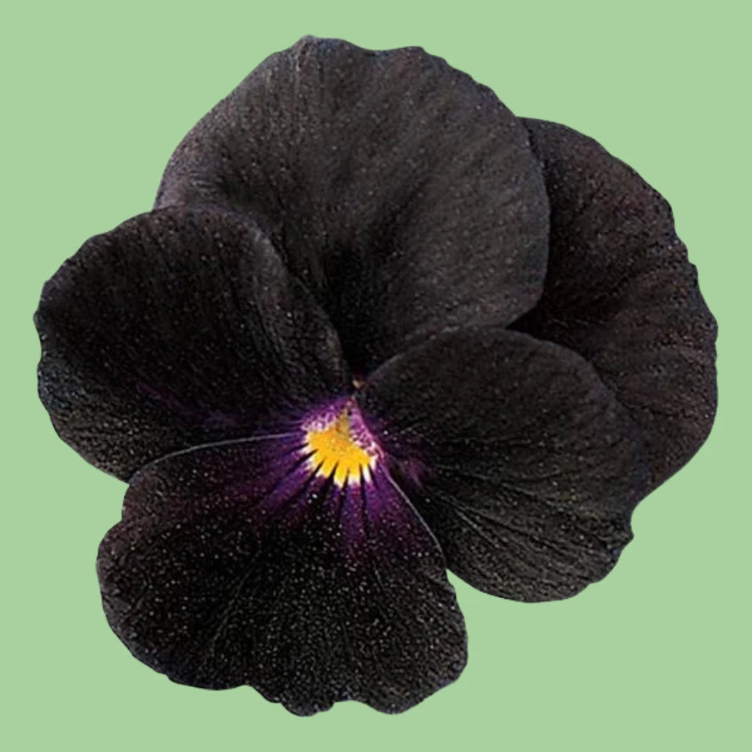 Viola sorbet Black delight seeds