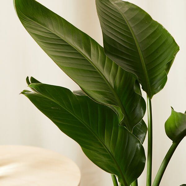 Bird of Paradise Luxe