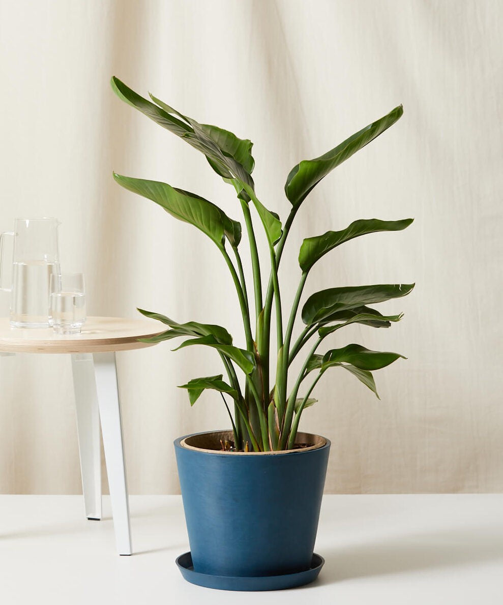 Bird of Paradise Luxe