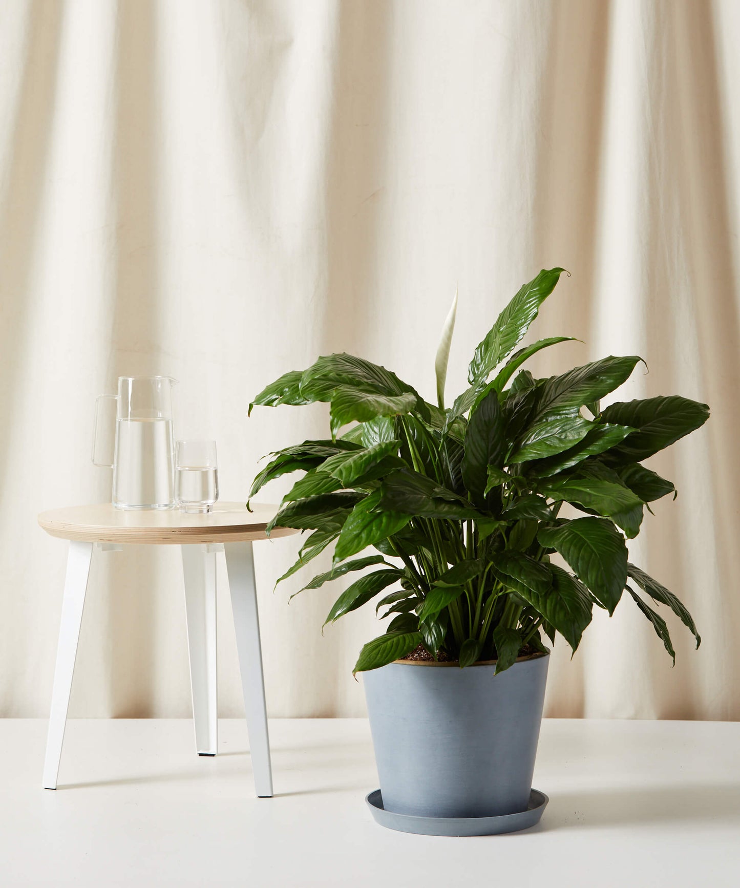 XL Peace Lily