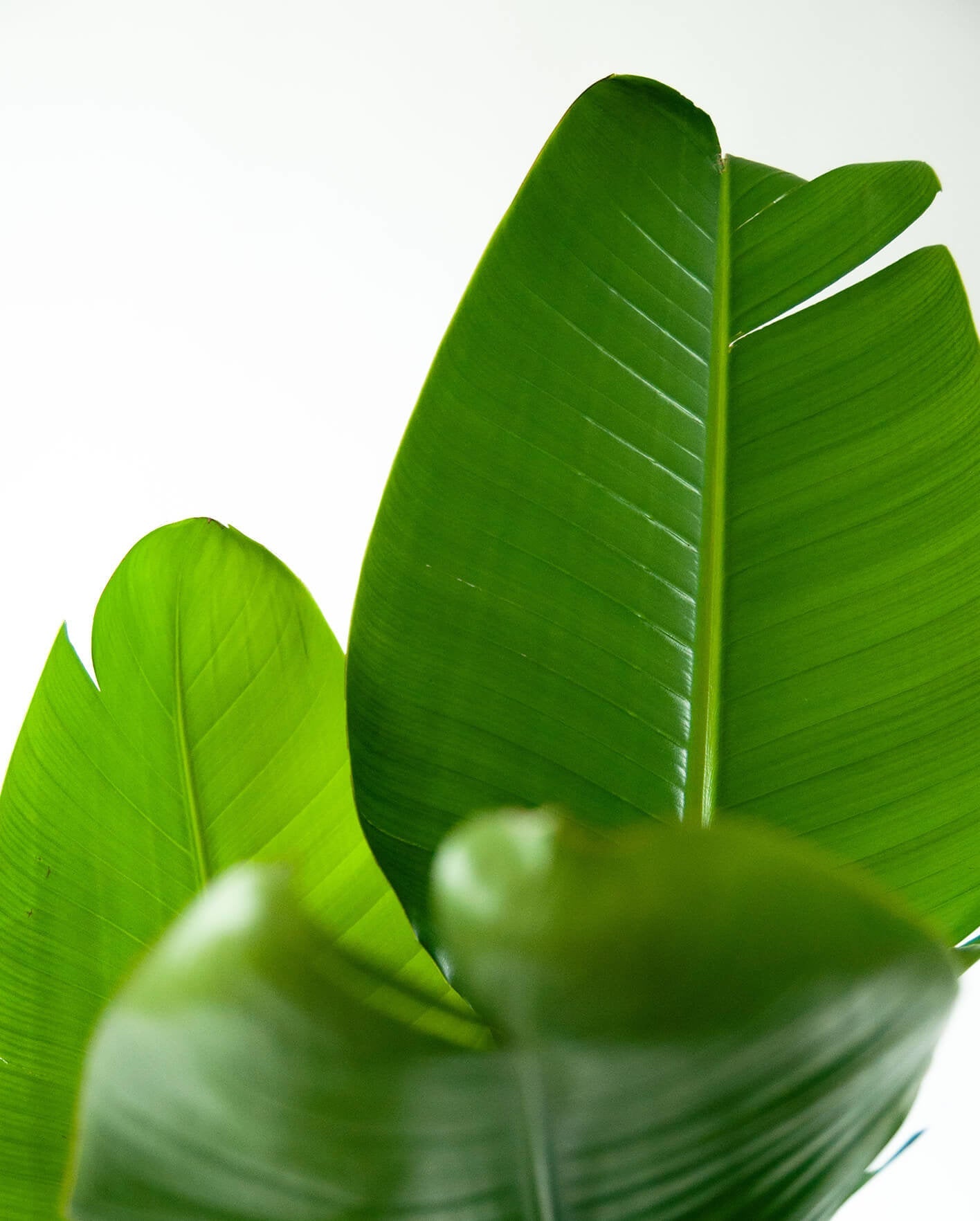 Bird of Paradise Luxe