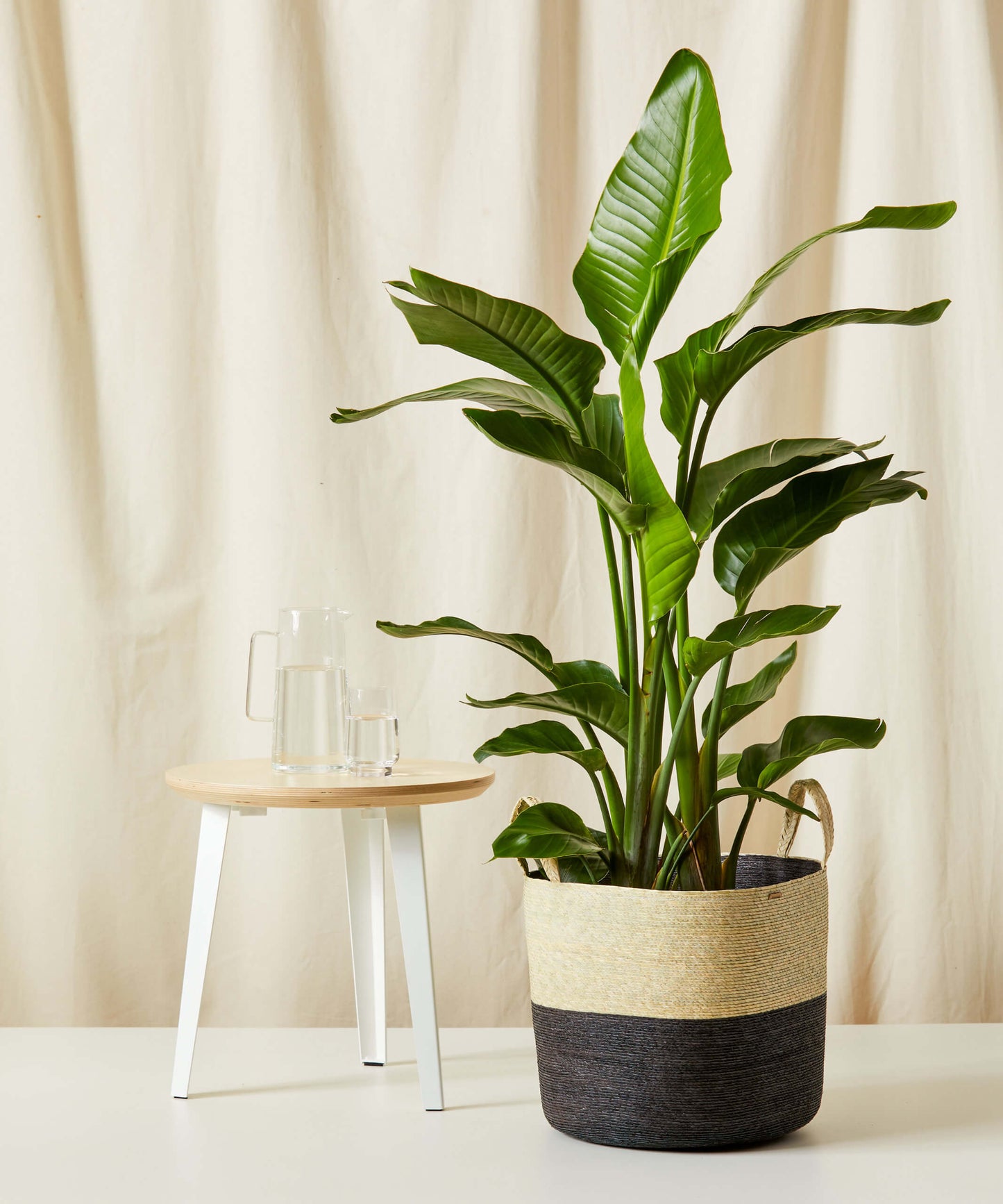 Bird of Paradise Luxe